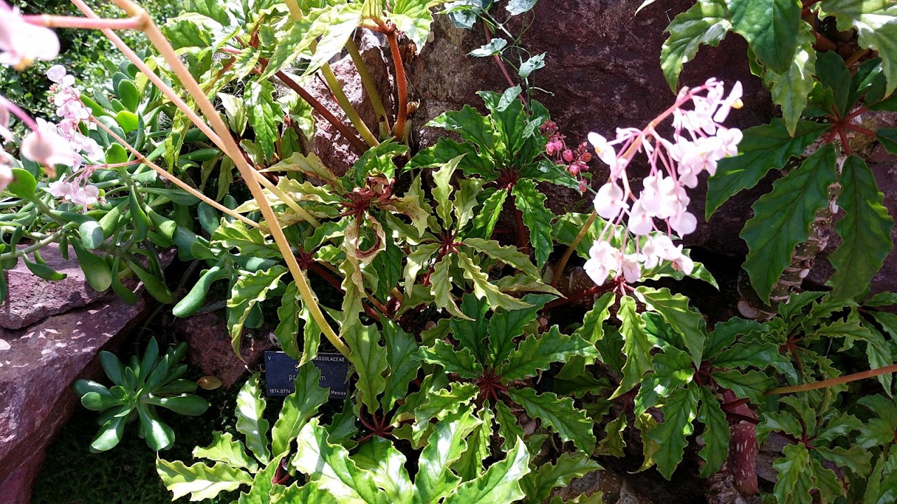 begonia2