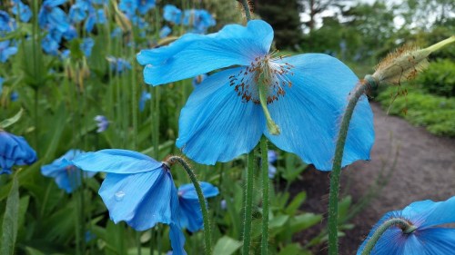 blue poppies 2