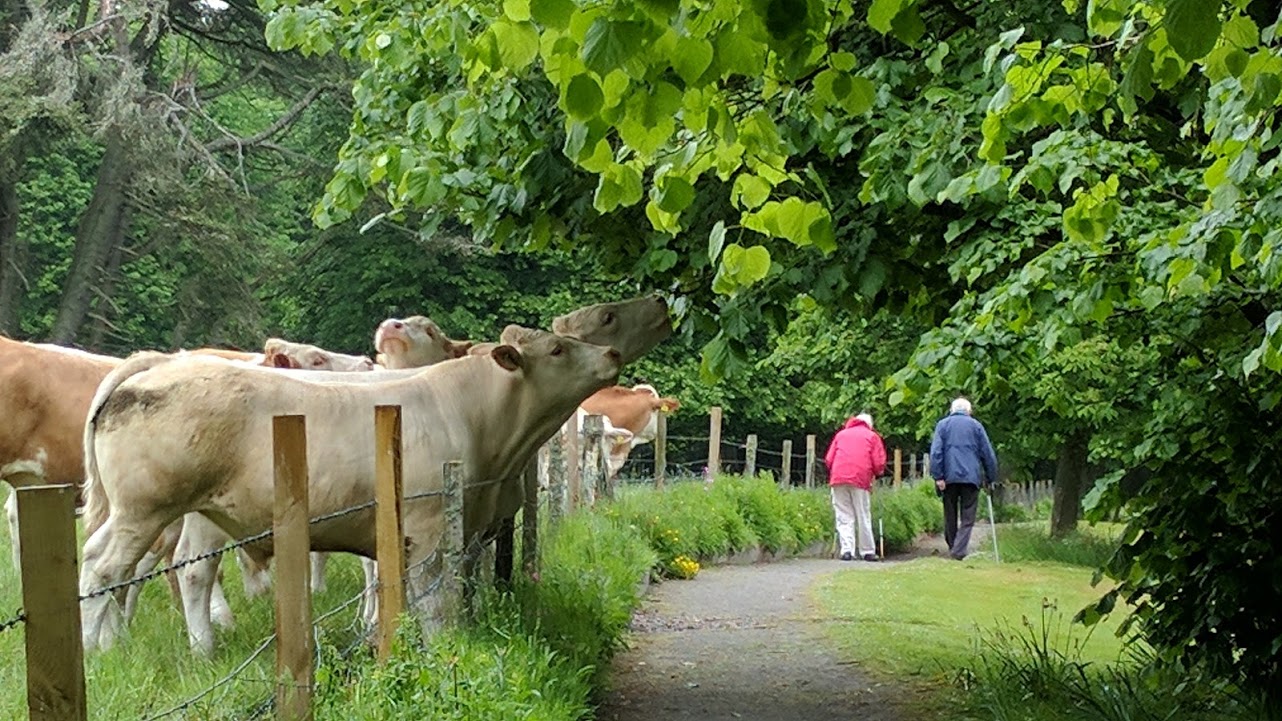 cows in the trees