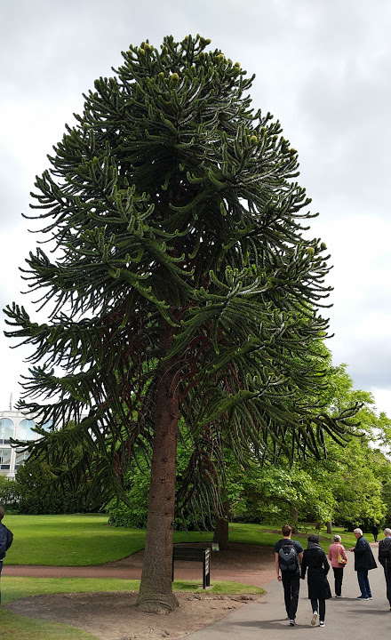 monkey puzzle