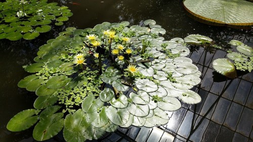 water lilies