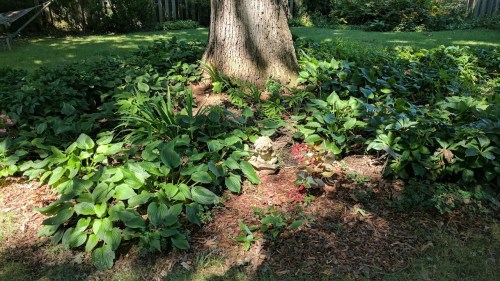 hostas after