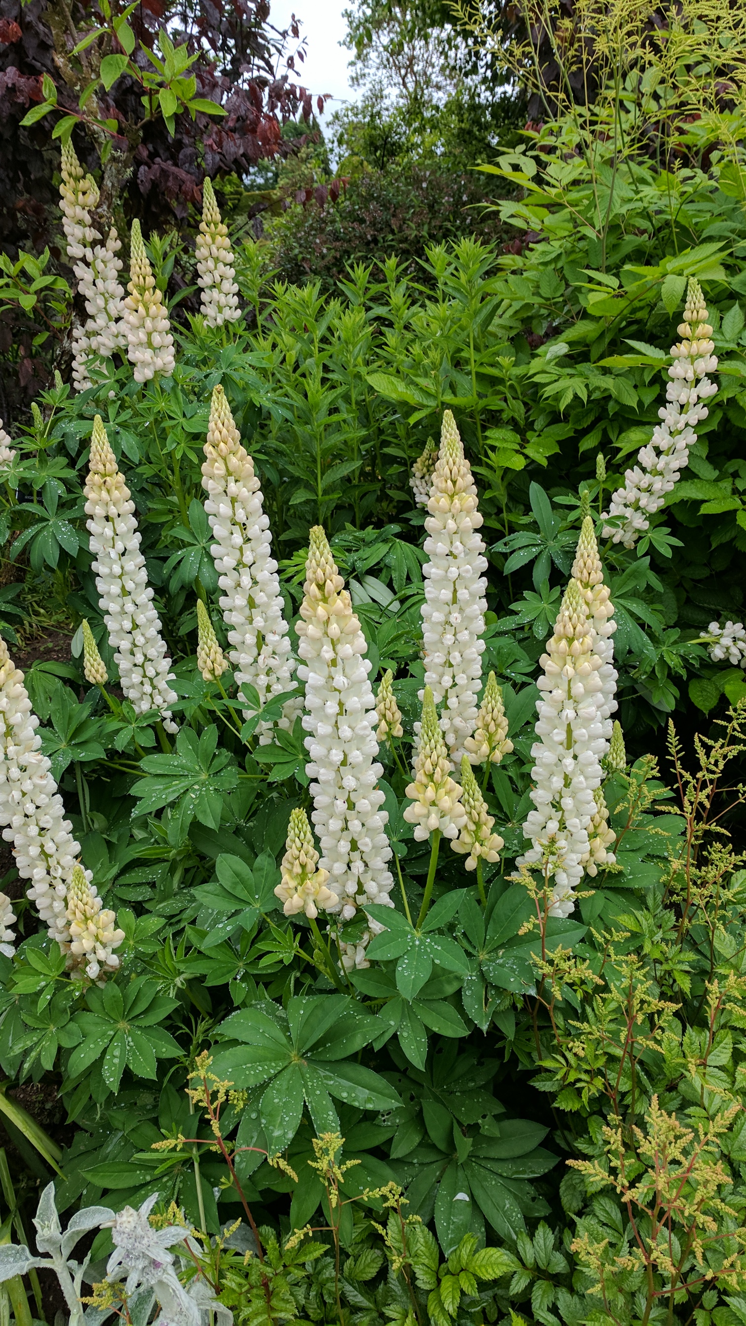lupins or delphiniums