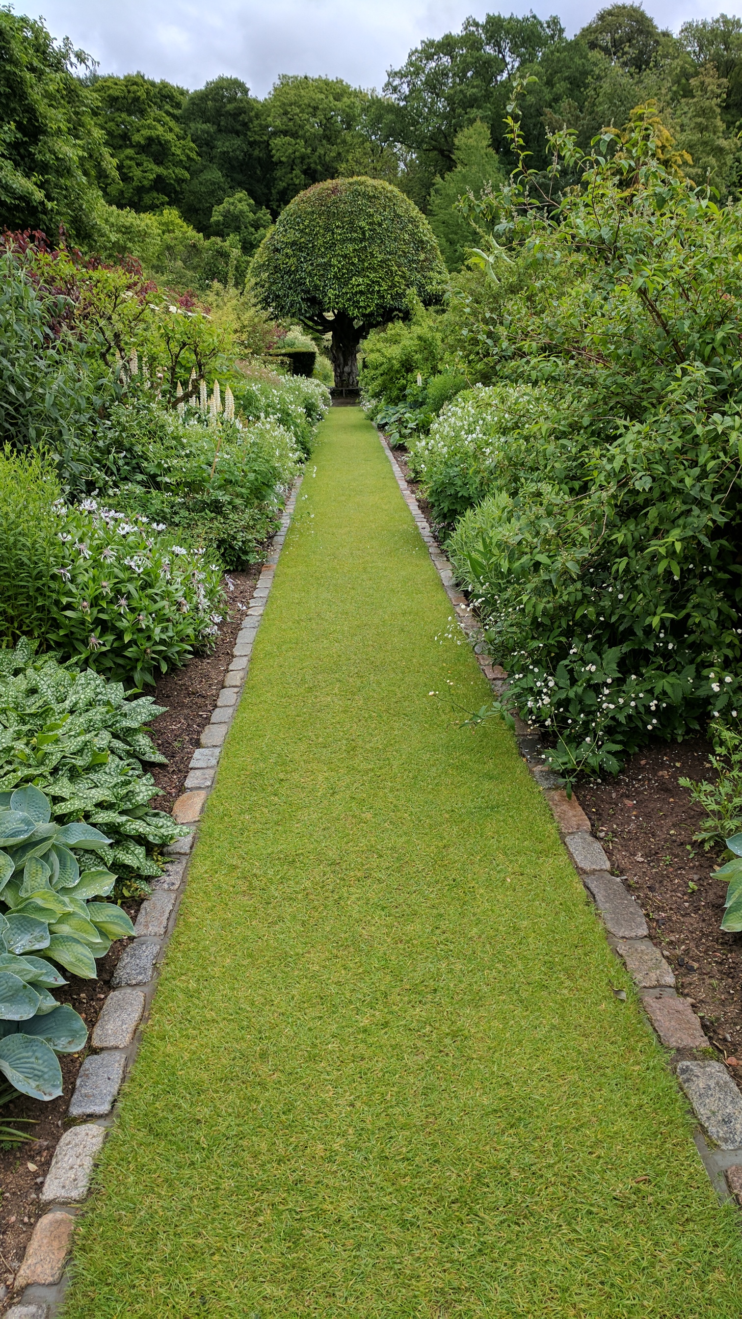 white border and tree