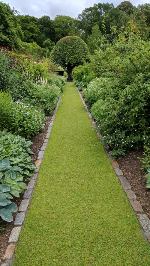 white border and tree