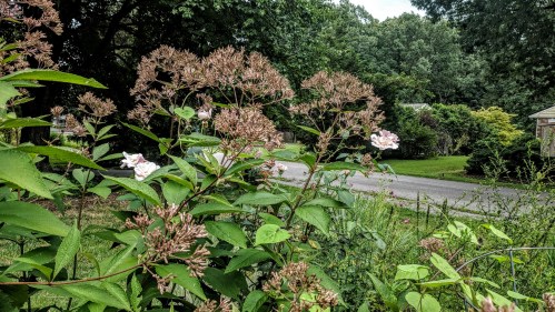 joe pye weed
