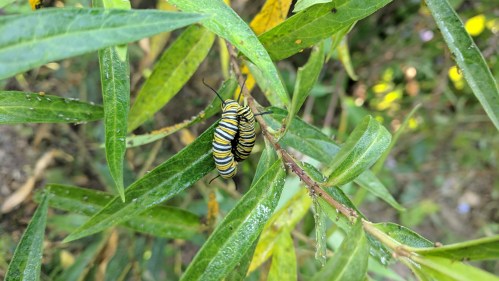 milkweed caterpillars