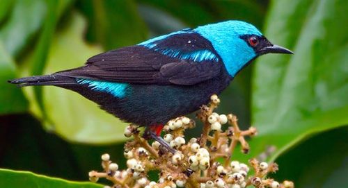 dacnis