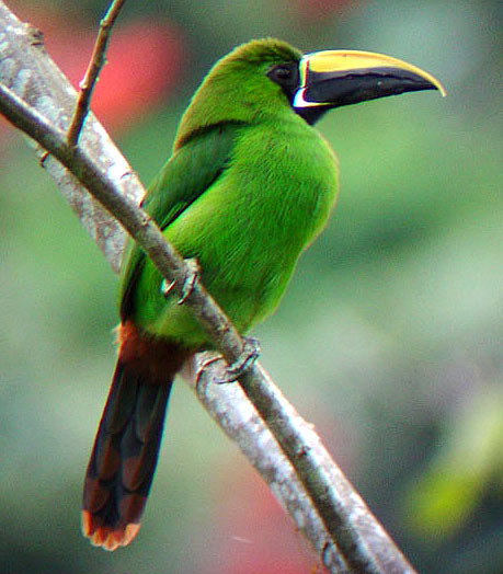 emerald-toucanet