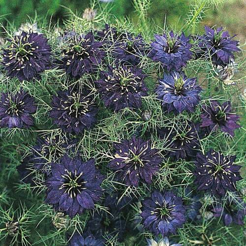 nigella